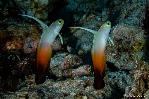 "Dancing Dartfish" in the Komodo Islands of Indoneia. by Norm Vexler 